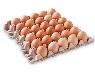 Telur Ayam